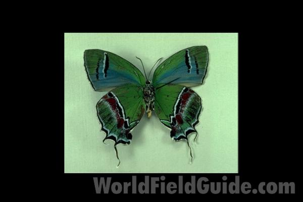 Male - Ventral<br>(Origin of the Specimen: Peten, Guatemala)
