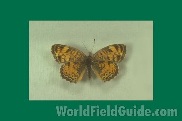 Male - Dorsal<br>(Origin of the Specimen: New York, USA)