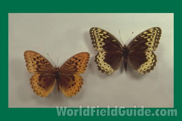 Pair - Dorsal<br>(Origin of the Specimen: Washington, USA)