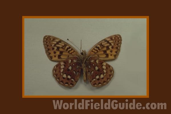 Male - Ventral<br>(Origin of the Specimen: Washington, USA)