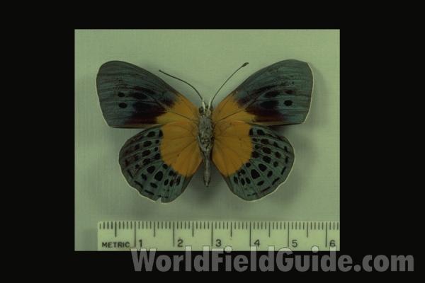 Mounted Ventral View<br>(Origin of the Specimen: Putumayo, Colombia)