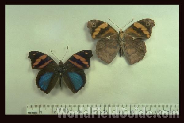 Males - Dorsal and Ventral<br>(Origin of the Specimen: Both Tingo Maria,  peru)