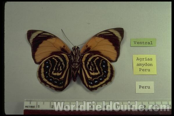 Male - Ventral<br>(Origin of the Specimen: Peru)