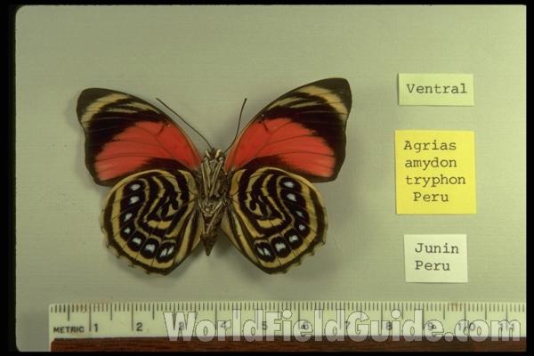 Male - Ventral View<br>(Origin of the Specimen: Junin, Central Peru)