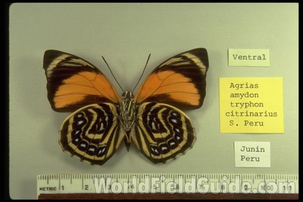 Male - Ventral View - Form Citrinarius<br>(Origin of the Specimen: Junin, Central Peru)
