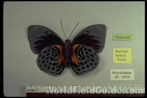 Male - Ventral View<br>(Origin of the Specimen: Moyabamba, Peru, 1953)