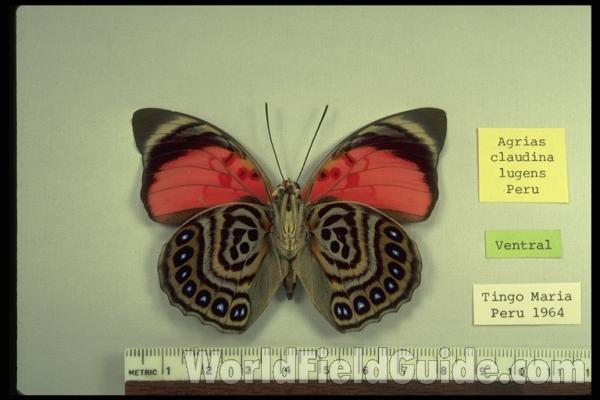Male - Ventral View<br>(Origin of the Specimen: Tingo Maria, Peru, 1964)