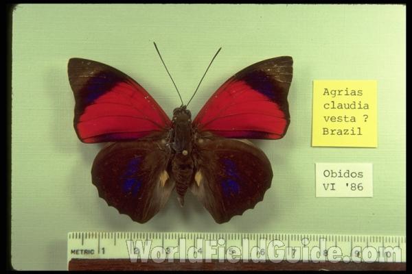 Male - Dorsal - Tiny Blue in  Rear Wing<br>(Origin of the Specimen: Obidos, Brazil, 1986)