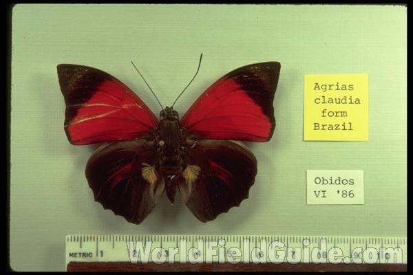 Male - Dorsal - Tiny Red in  Rear Wing<br>(Origin of the Specimen: Obidos, Brazil, 1986)