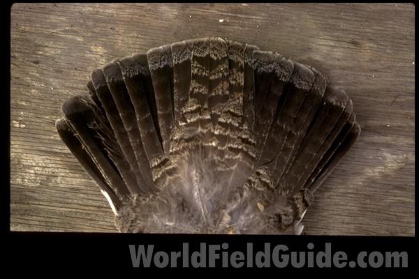 Top View Tail<br>(Location of Picture: Neville Ridge, Wa, USA)