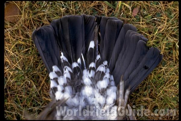 Bottom View Tail<br>(Location of Picture: Neville Ridge, Wa, USA)