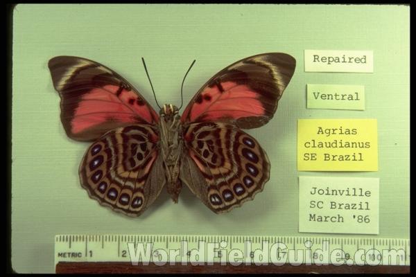 Male - Ventral<br>(Origin of the Specimen: Joinville, Sc Brazil, 1986)