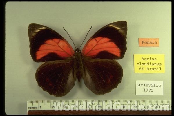 Female - Dorsal<br>(Origin of the Specimen: Joinville, Sc, Brazil, 1975)