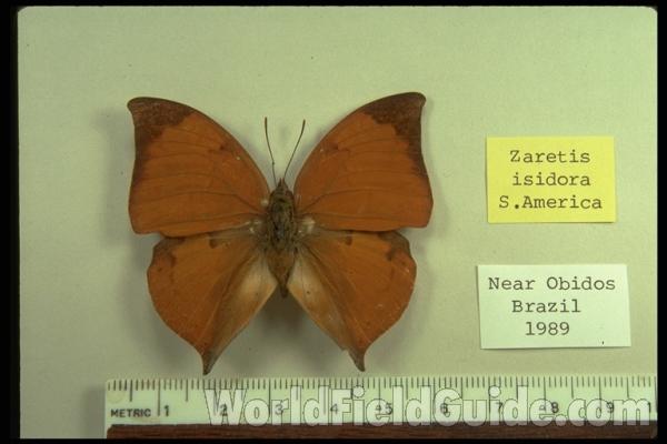 Male - Dorsal<br>(Origin of the Specimen: Near Obidos, Brazil, 1989)