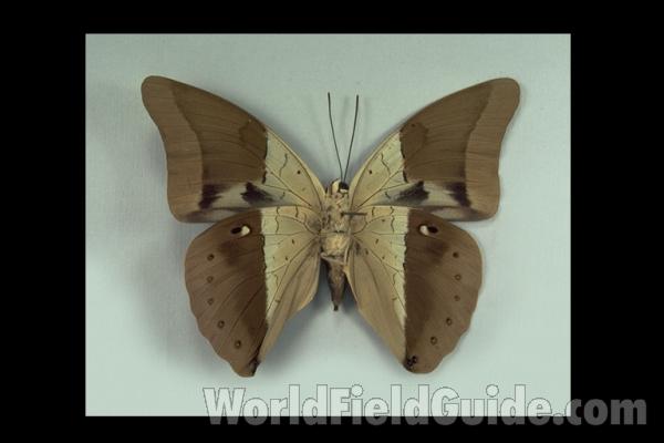 Male - Ventral<br>(Origin of the Specimen: Obidos, Brazil, 1954)