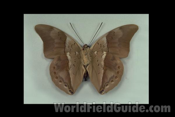 Female - Ventral<br>(Origin of the Specimen: No Data Given (probably Peru))