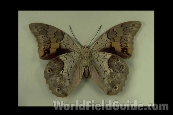 Female - Ventral<br>(Origin of the Specimen: Joinville, Brazil, 1982)