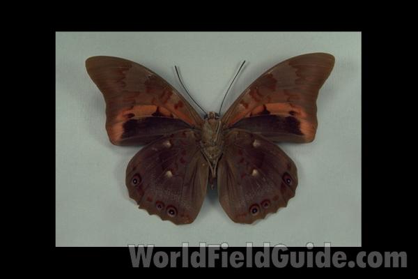 Male - Ventral<br>(Origin of the Specimen: Peru, 1950)
