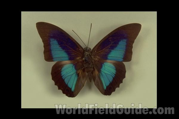 Male - Dorsal<br>(Origin of the Specimen: No Data (probably Venezuela))