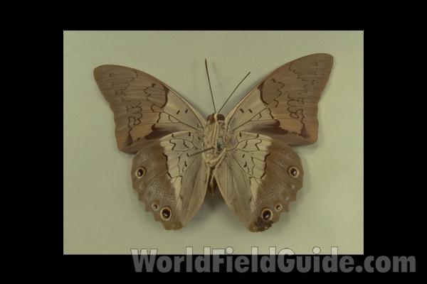 Male - Ventral<br>(Origin of the Specimen: No Data (probably Venezuela))