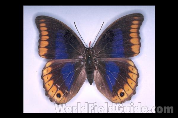 Female - Dorsal<br>(Origin of the Specimen: Mexico)