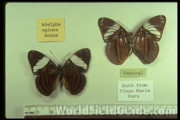 <br>(Origin of the Specimen: Peru)