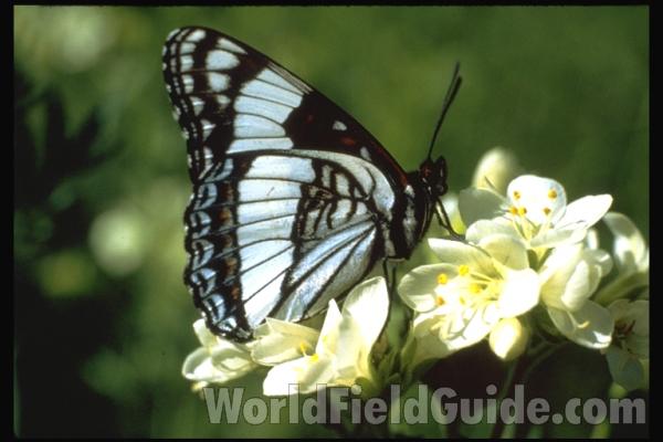 Pair - Dorsal Mounted<br>(Origin of the Specimen: Aspen, Colorado, USA)<br>(Location of Picture: Utah, USA)<br>(Location of Picture: Utah , USA)