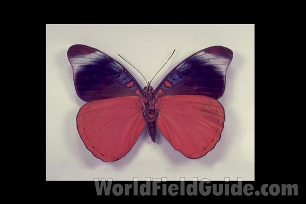 <br>(Origin of the Specimen: Peru)<br>(Origin of the Specimen: Peru)