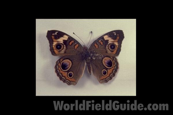 Male - Dorsal<br>(Origin of the Specimen: Bradford, Florida, June 1983)