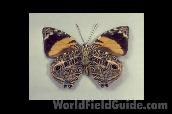 <br>(Origin of the Specimen: Peru)<br>(Origin of the Specimen: Peru)