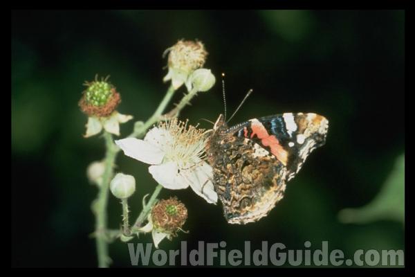 Male - Mounted Dorsal<br>(Origin of the Specimen: Lake Geneva, Wisconsin, July 3, '66)<br>(Location of Picture: Germany, Europe)