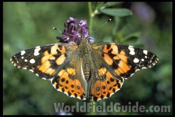 <br>(Origin of the Specimen: Utah, USA)