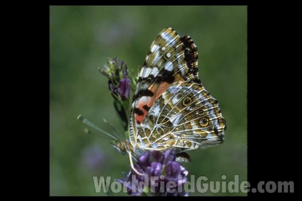 <br>(Origin of the Specimen: Utah, USA)<br>(Origin of the Specimen: Utah, USA)