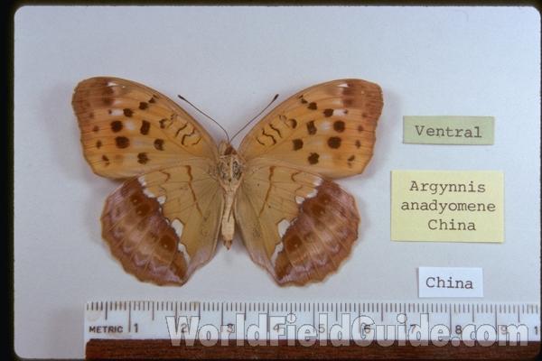 Male - Ventral<br>(Origin of the Specimen: China)