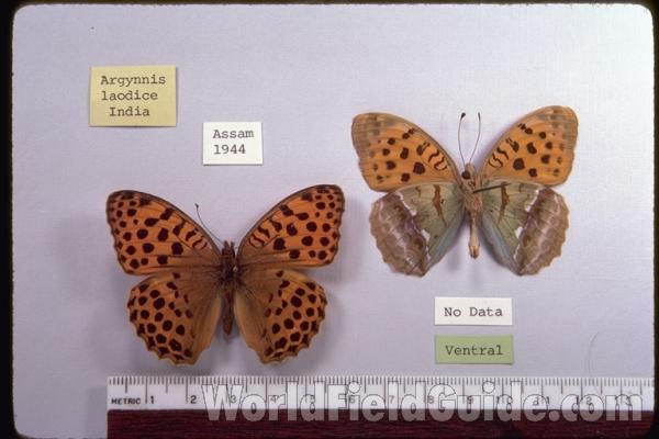 Males - Dorsal and Ventral<br>(Origin of the Specimen: India)
