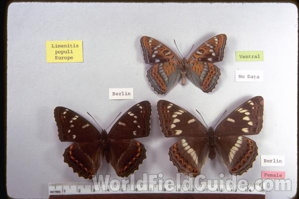 Males - Dorsal and Ventral and Female<br>(Origin of the Specimen: Two Dorsal From Berlin, Germany)