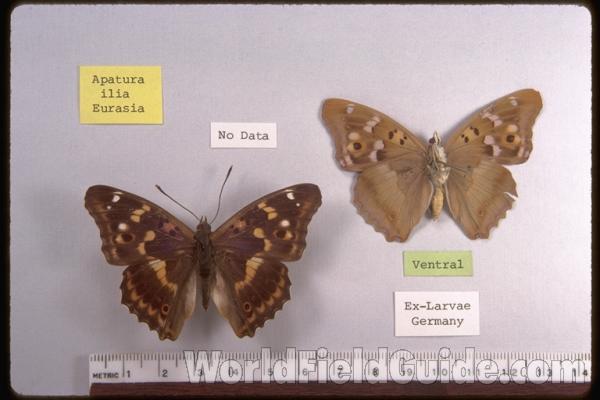 Males - Dorsal and Ventral<br>(Origin of the Specimen: No Data And Germany)