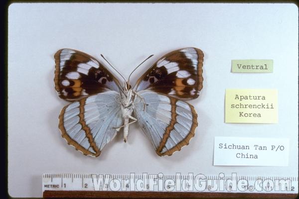 Male - Ventral<br>(Origin of the Specimen: Sichuan, China)