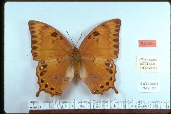 Female - Dorsal<br>(Origin of the Specimen: Sulawesi)