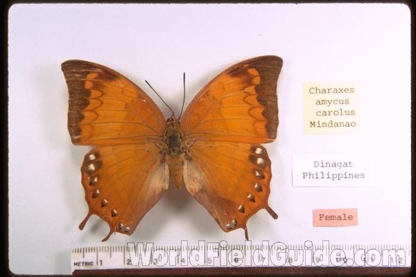 Female -dorsal<br>(Origin of the Specimen: Philippines)