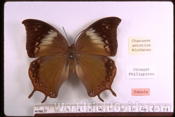 Female - Dorsal<br>(Origin of the Specimen: Philippines)