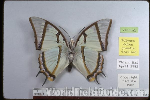 Male - Ventral<br>(Origin of the Specimen: Thailand)