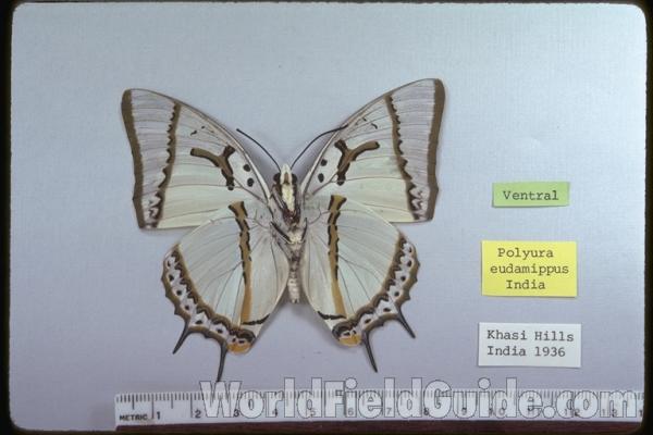 Male - Ventral<br>(Origin of the Specimen: India)