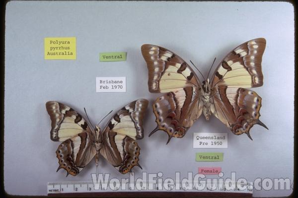 Pair - Ventral<br>(Origin of the Specimen: Australia)