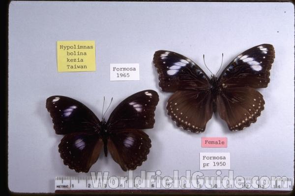 Pair - Dorsal<br>(Origin of the Specimen: Both From Taiwan)