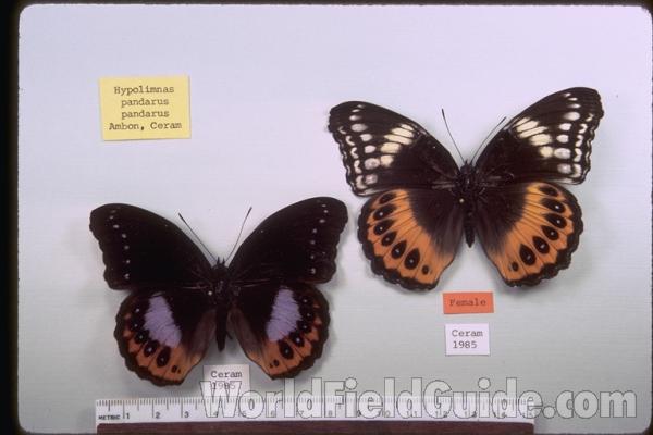 Pair - Dorsal<br>(Origin of the Specimen: Ceram, Indonesia)