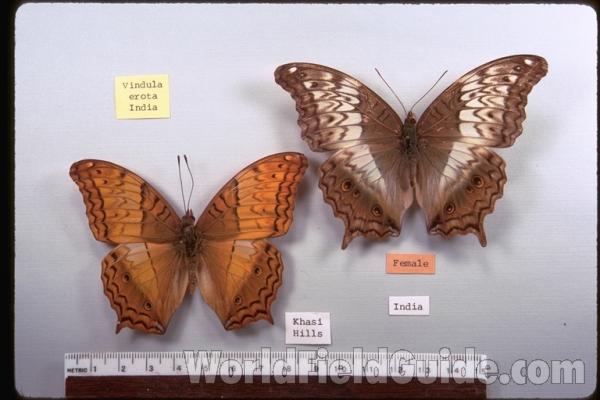 Pair - Dorsal<br>(Origin of the Specimen: India)