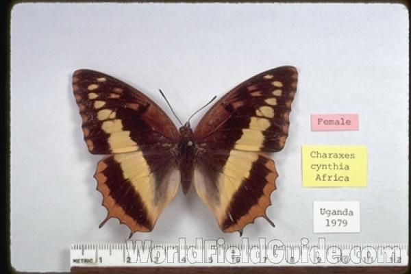 Female - Dorsal<br>(Origin of the Specimen: Uganda 1979)