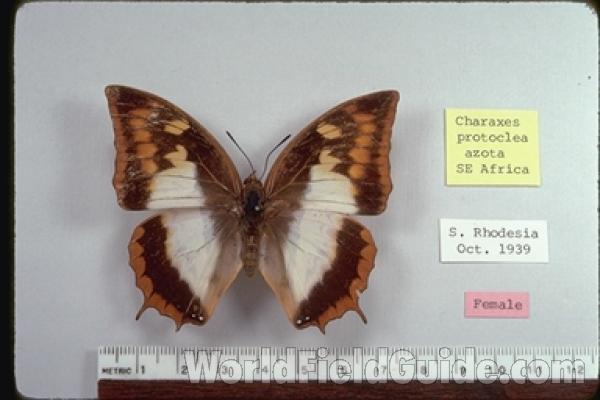 Female - Dorsal<br>(Origin of the Specimen: Rhodesia,  oct 1939)