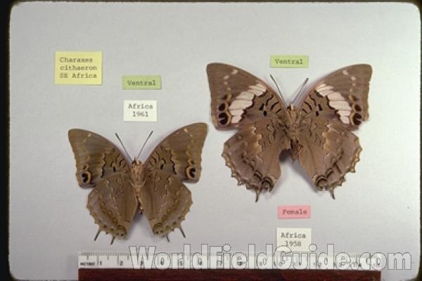 Pair - Ventral<br>(Origin of the Specimen: Africa)